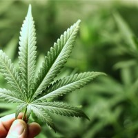 Ohio voters weigh legalizing recreational marijuana use