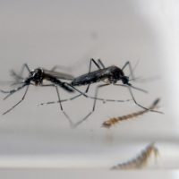 Continental US records first Zika-related death